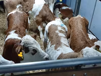 Bulle, Simmental cattle — Foto 2