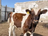 Taureau, Swiss cattle — photo 4