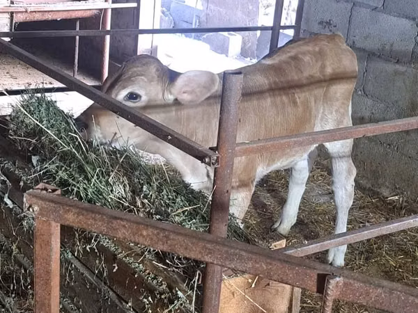 گاو ماده, Swiss cattle