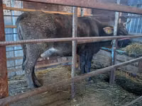암소, Russian Black pied cattle — 사진 2
