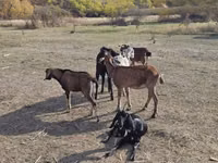بز نر, Nubian Goat — عکس 3