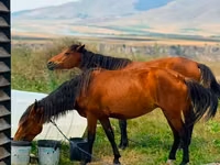 Mare, Horses — photo 3