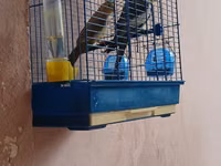 Növ: Nimfa (Cockatiel) cütlük Təsvir: Şəkillərdə göründüyü kimi iki — φωτογραφία 2