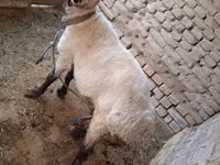 Ram, Sheep — photo 3