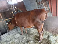 Cow, Cattle — photo 5