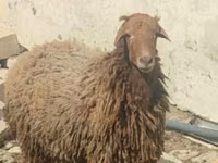 قوچ, گوسفند — عکس 2