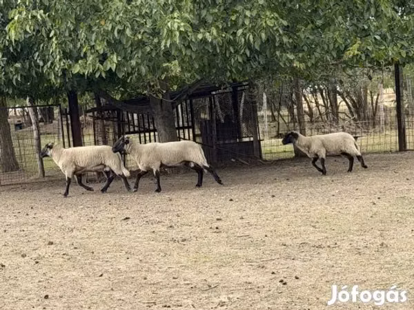 Ram, Blackheaded Persian sheep — Hungary