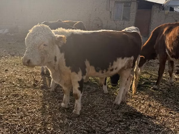 Banteng, Hereford