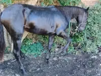 குதிரை, Karachay horse — புகைப்படம் 5