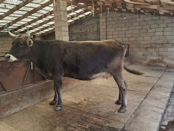 Vacă, Swiss cattle