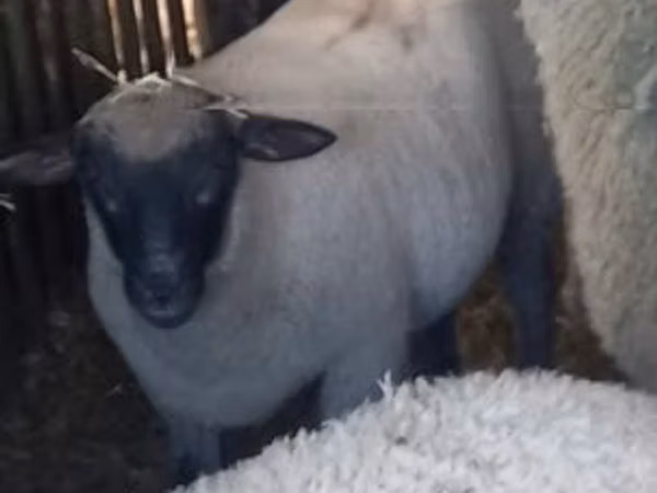 Sheep, Sheep