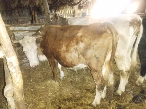Cow, Cattle — Kazakhstan