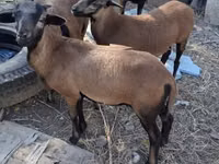 قوچ, Cameroon sheep — عکس 2