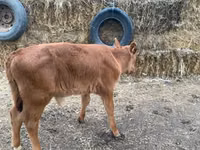 Bull, Cattle — photo 5