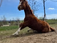 Kuda jantan, Quarter Horse — foto 3
