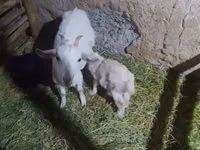 Goat, Alpine goat — photo 5