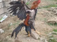 Chickens — تصویر 5