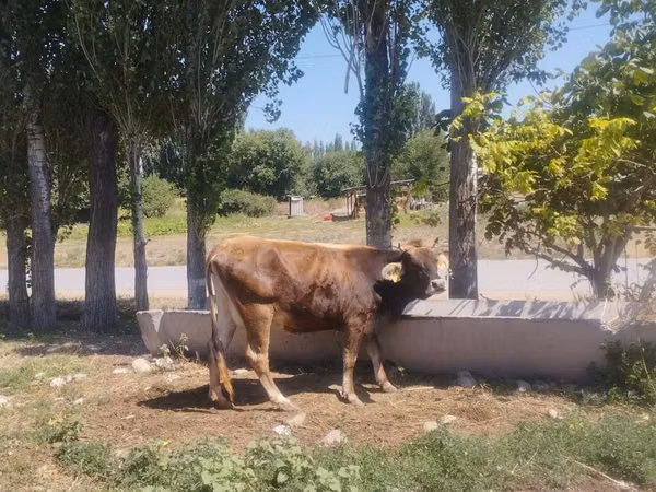 Vache, Bovins — Kirghizstan
