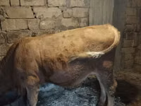 Bull, Simmental cattle — photo 4