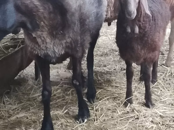Sheep, Sheep — Kyrgyzstan