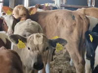 Rinder (Partie, Geschlecht nicht angegeben), Simmental cattle — Foto 3