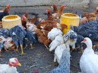 Chickens — foto 1