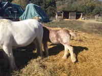 Horse (M), Gypsy horse — photo 4