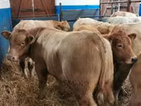 Vacă, Rasa Holstein — foto 8