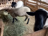 Ram, White Suffolk sheep — photo 1