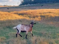 Capra, Capre — foto 1