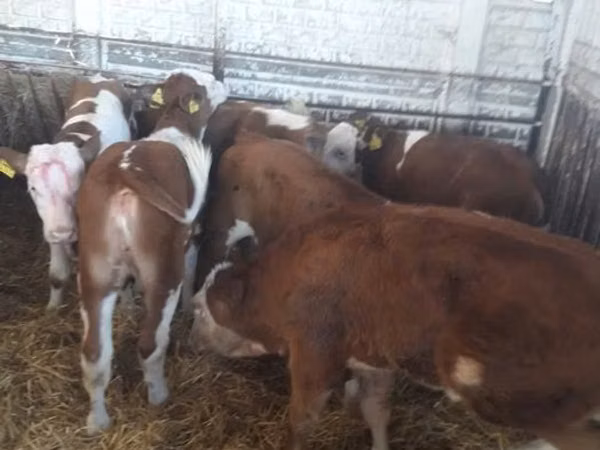 Sığır (parti, cinsiyet belirtilmedi), Simmental cattle