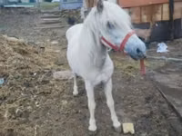 Hingst, Hästar — foto 2