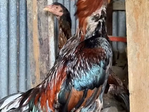 Chickens