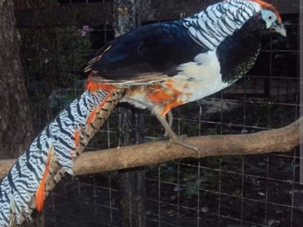 Chickens — Azerbaijan