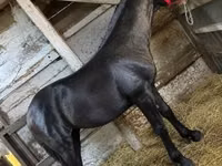 Kuda jantan, Horses — foto 1