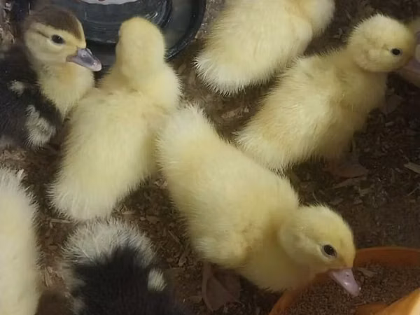 مسکوی خانگی — جمهوری آذربایجان