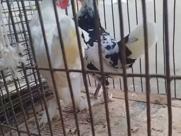 Chickens — Aserbaidschan