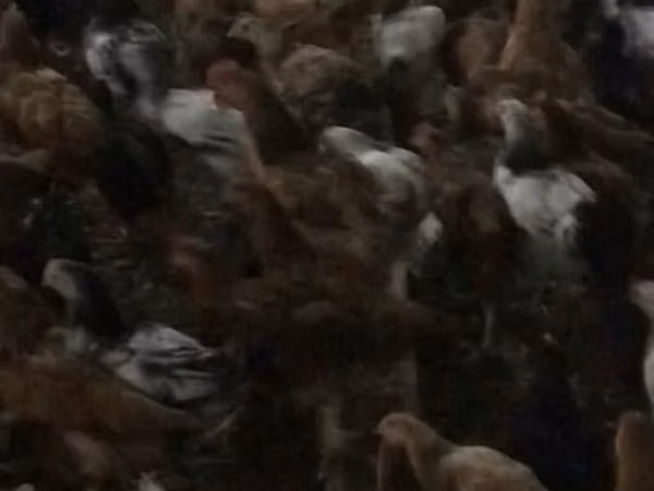 Австралийн Гейм