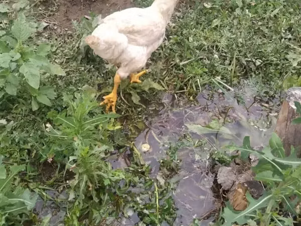 Chickens — 吉尔吉斯斯坦
