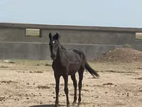 اسب نر, Kazakh horse — عکس 1
