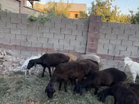母羊, Sheep — 照片 1