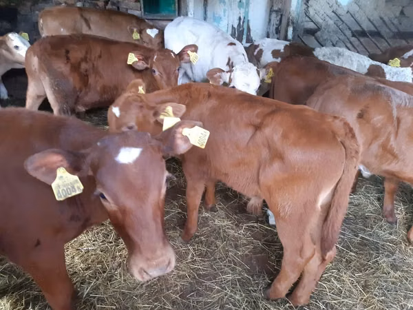 گاو نر, Simmental cattle