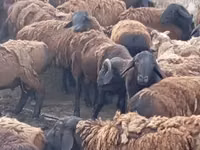 Ram, Sheep — photo 2