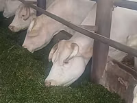 گاو ماده, گاو — عکس 1