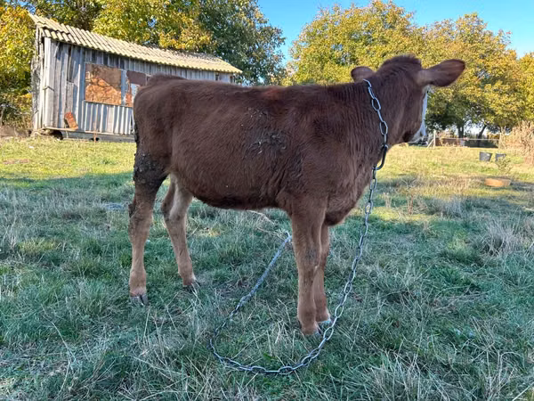 Cow, Cattle