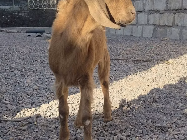 बकरी, Beetal goats