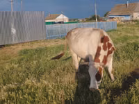Ng'ombe jike, Simmental cattle — picha 1