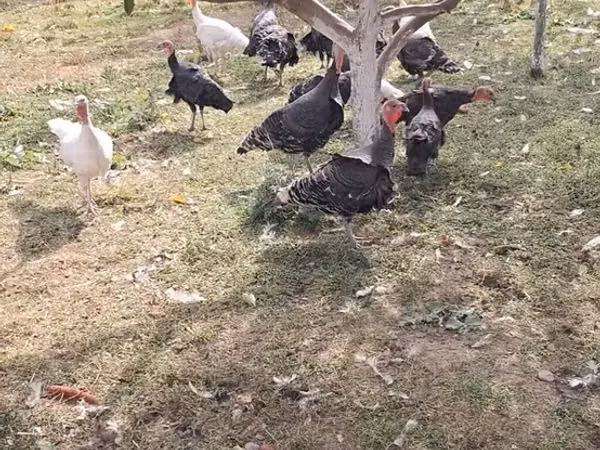 Turkeys