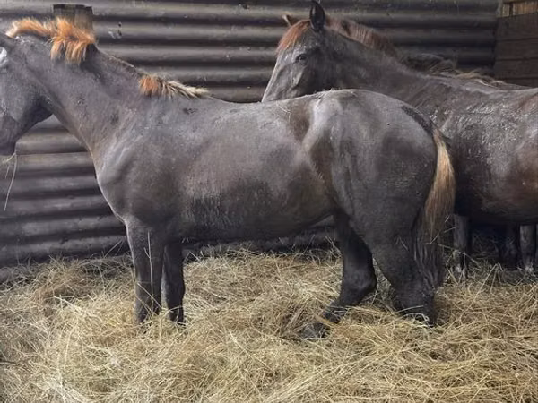 Horse (M), Horses — Kazakhstan