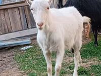 Коза, Saanen goat — снимка 4